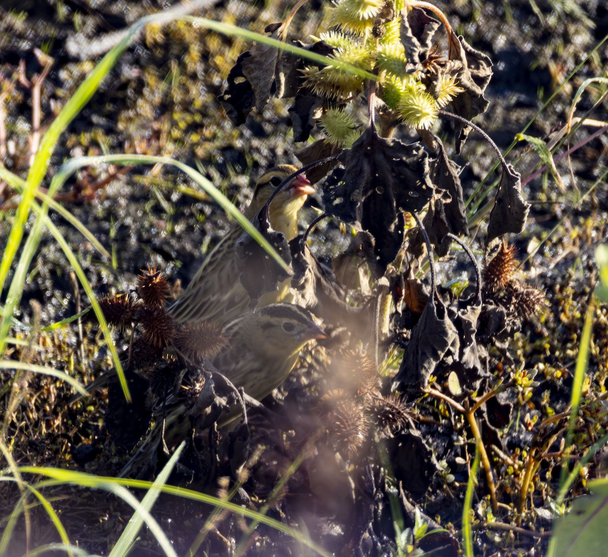 Bobolink - ML642975743