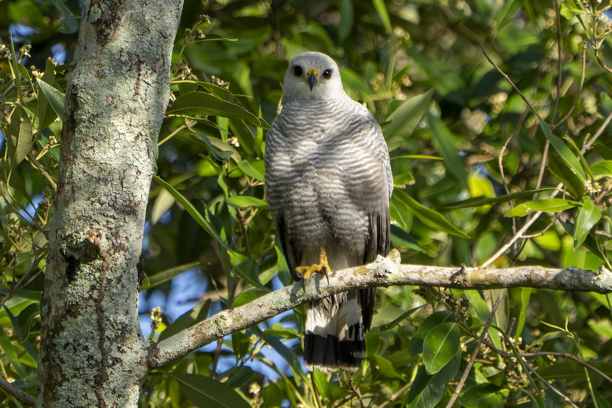 Gray-lined Hawk - ML642975746