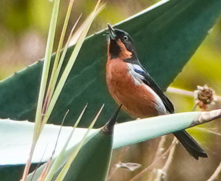 Black-throated Flowerpiercer - ML642975755
