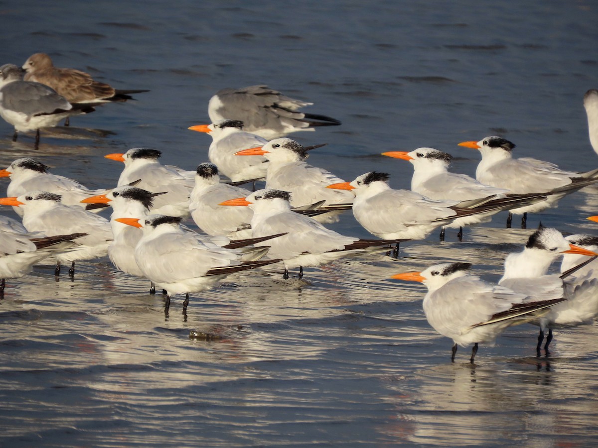 Royal Tern - ML642975756