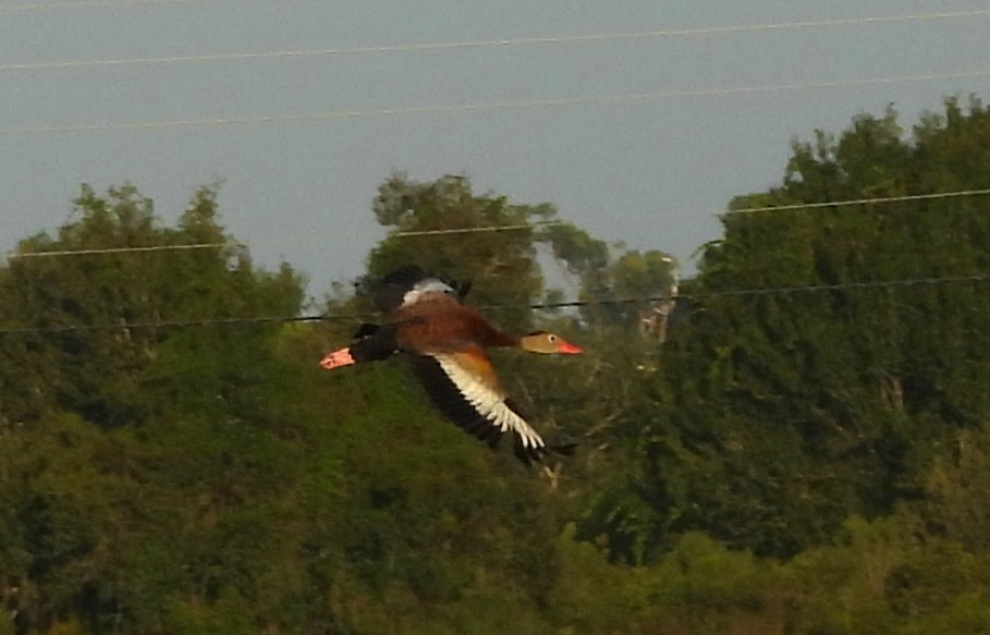 Black-bellied Whistling-Duck - ML642975757