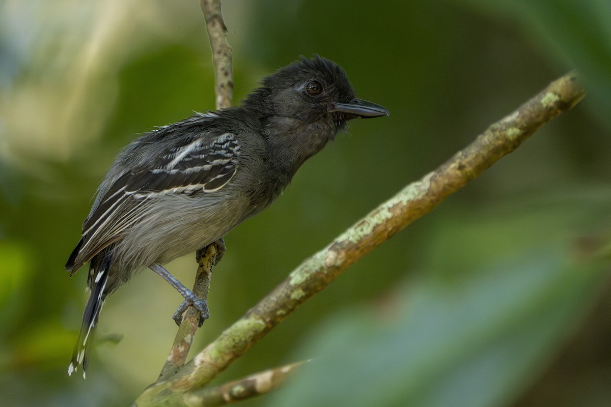 Blackish-gray Antshrike - ML642975759