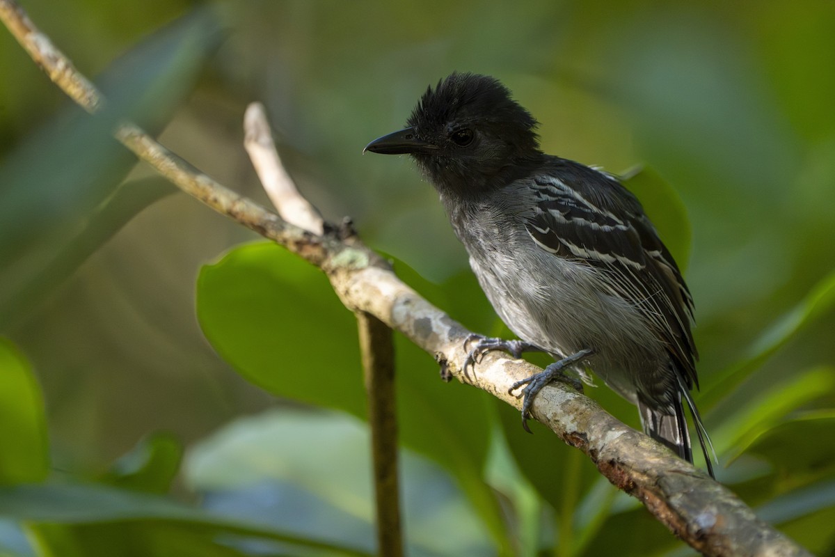 Blackish-gray Antshrike - ML642975760