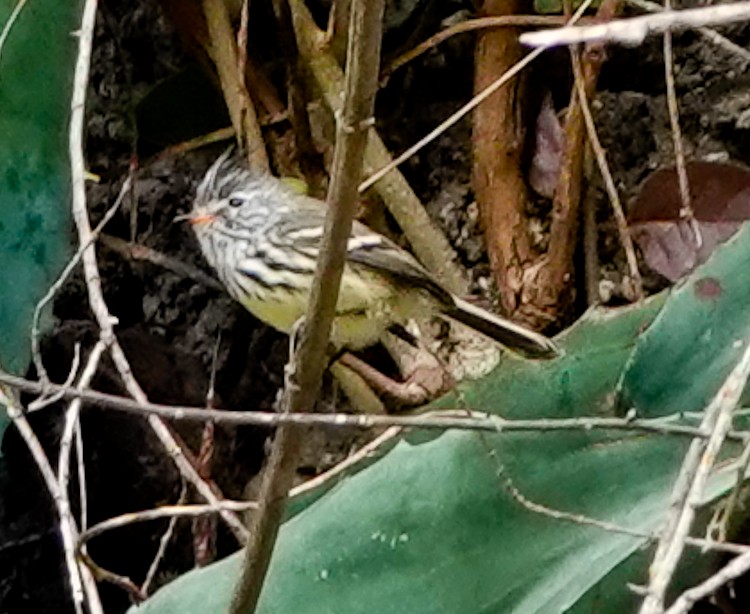 Yellow-billed Tit-Tyrant - ML642975771