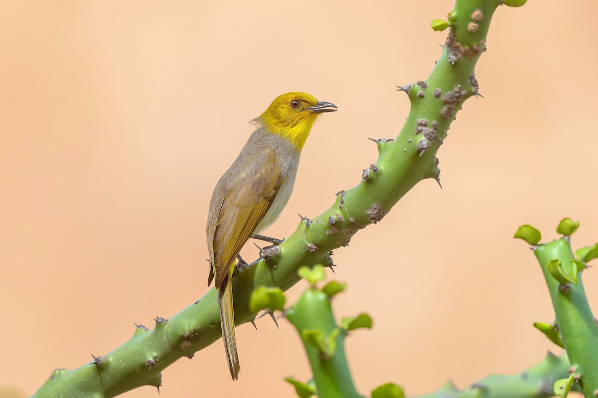 Yellow-throated Bulbul - ML642975778