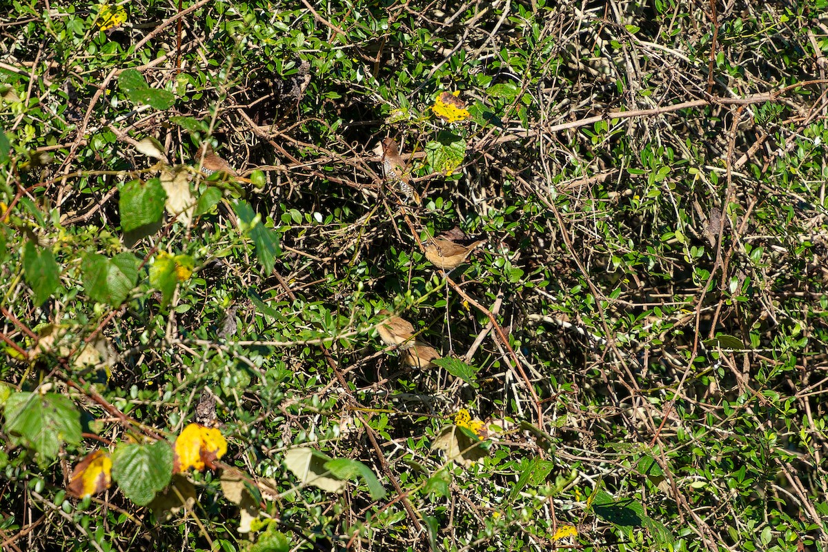 Munia pettosquamato - ML642975782