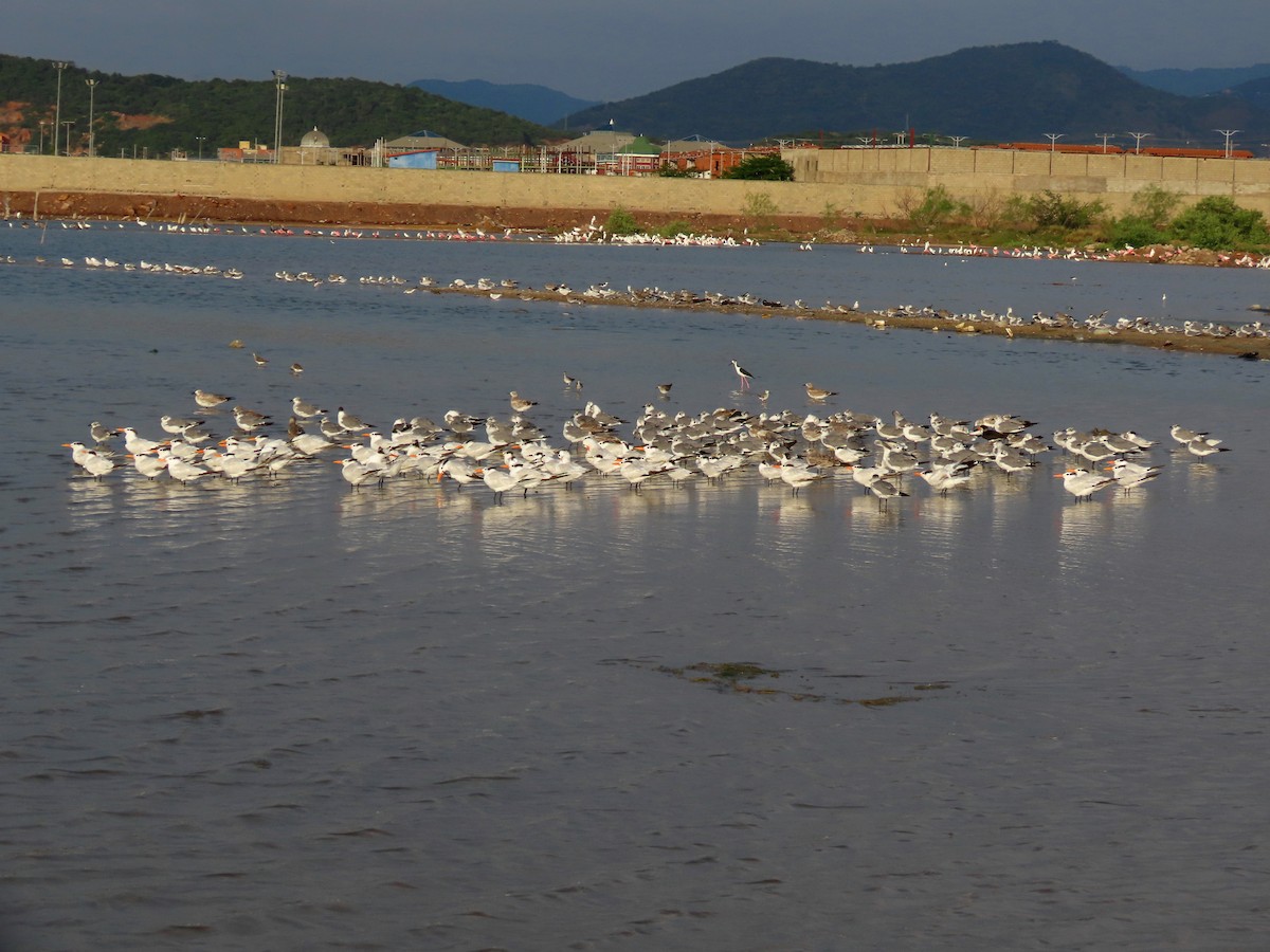 Royal Tern - ML642975791