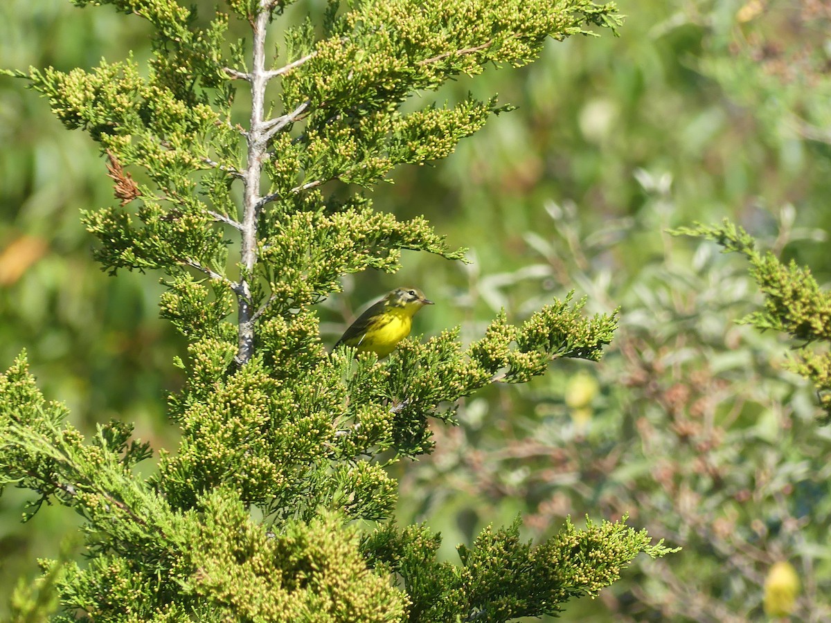 Prairie Warbler - ML642975800
