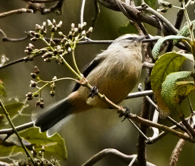 Cinereous Conebill - ML642975816