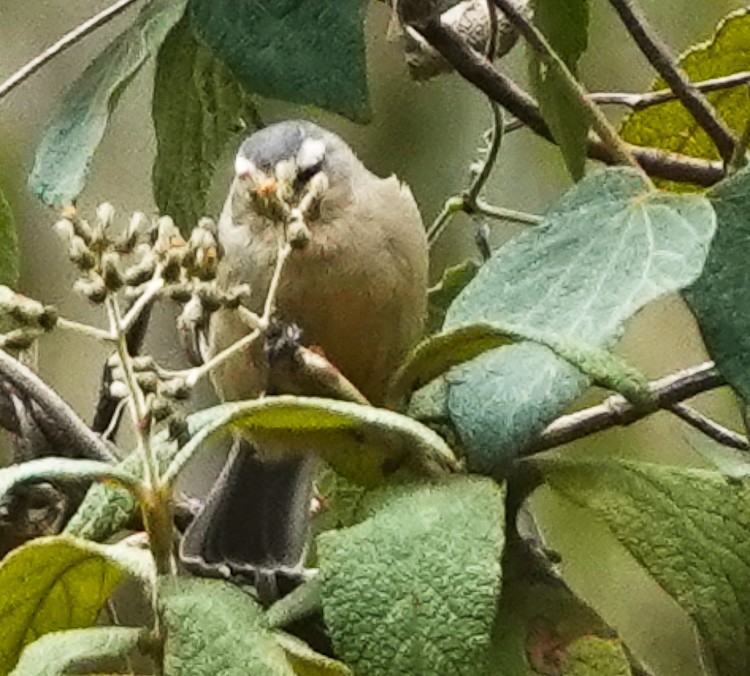 Cinereous Conebill - ML642975817