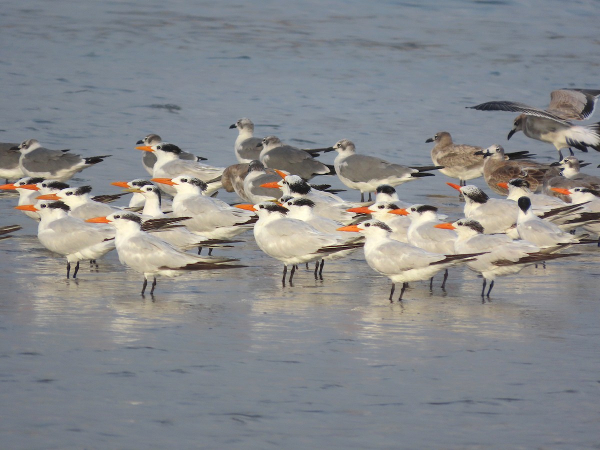 Royal Tern - ML642975819
