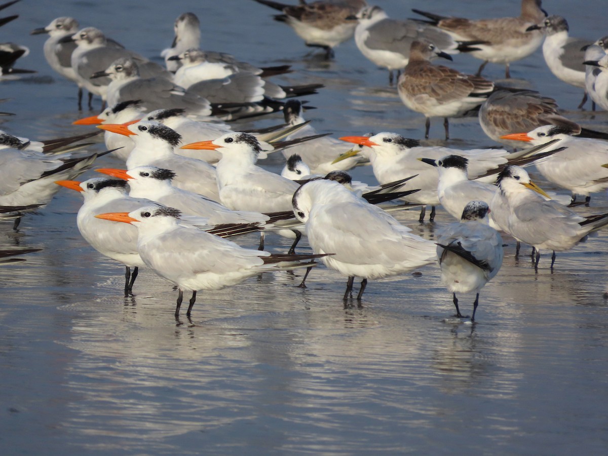Royal Tern - ML642975837
