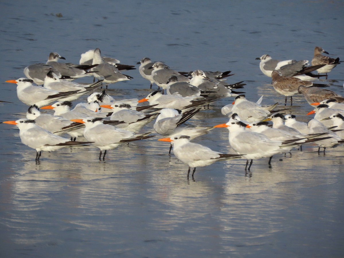 Royal Tern - ML642975861