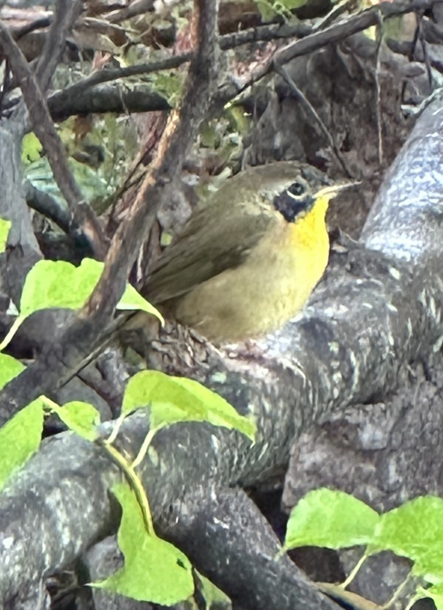 Common Yellowthroat - ML642975870
