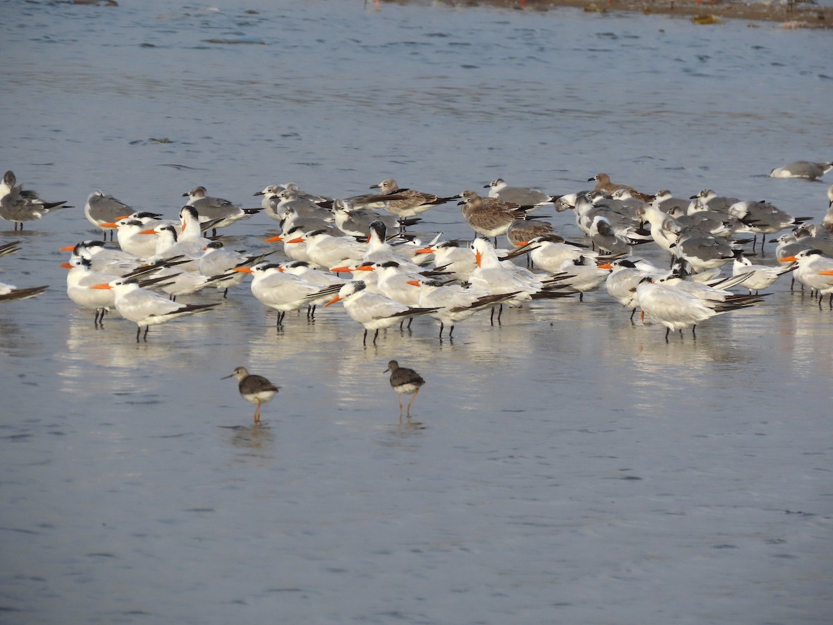 Royal Tern - ML642975872