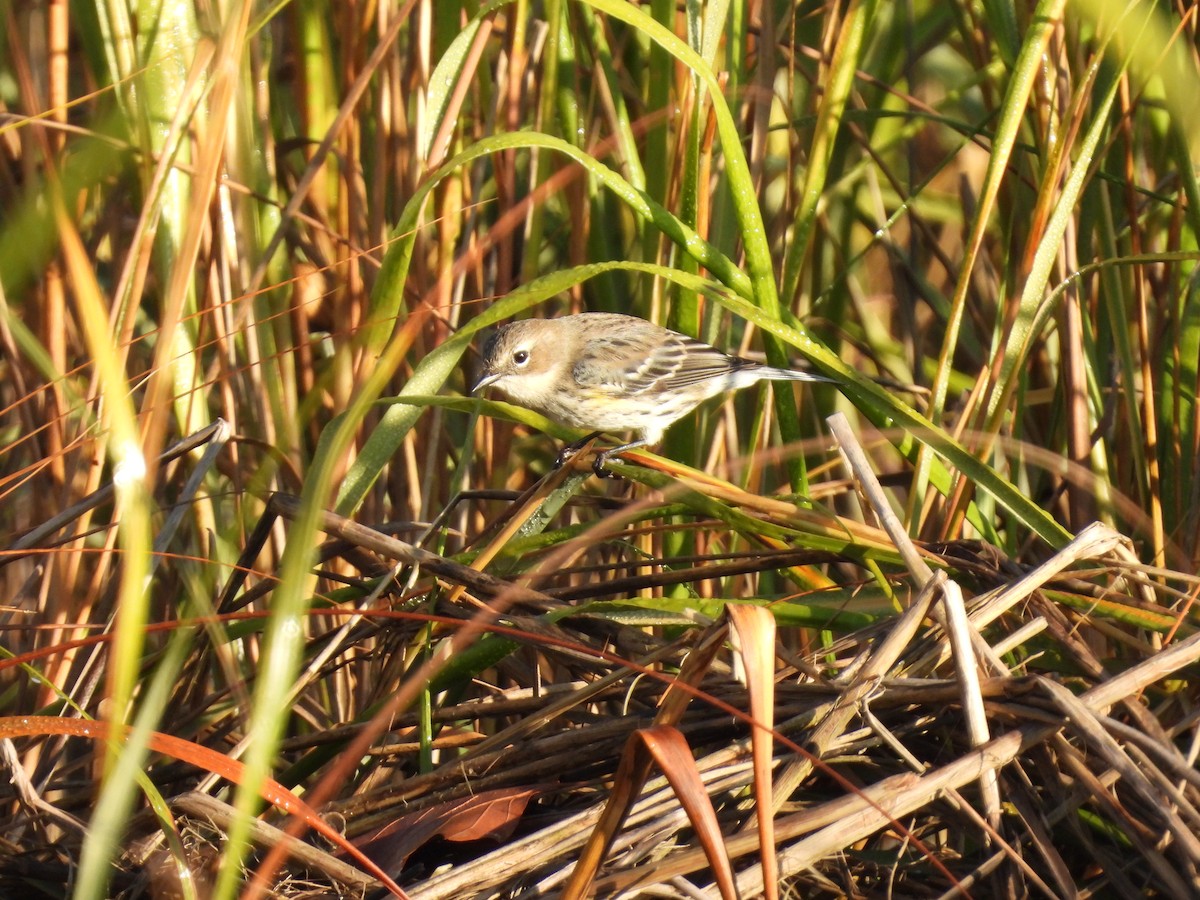Yellow-rumped Warbler - ML642975876