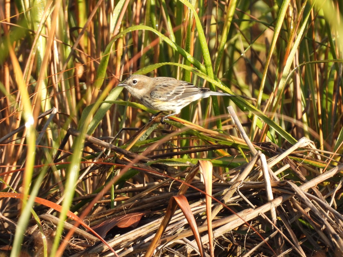 Yellow-rumped Warbler - ML642975877