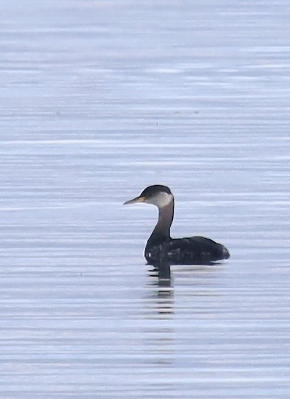 Red-necked Grebe - ML642975886