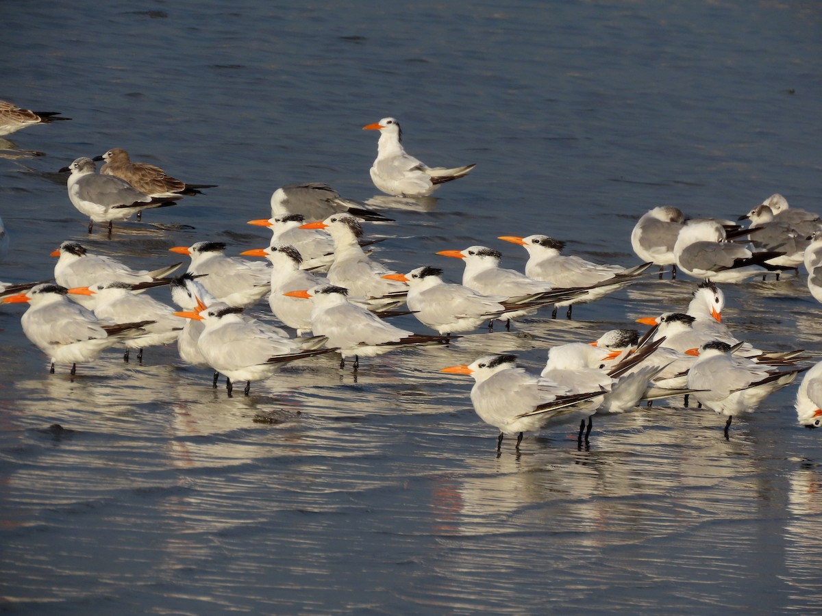 Royal Tern - ML642975895