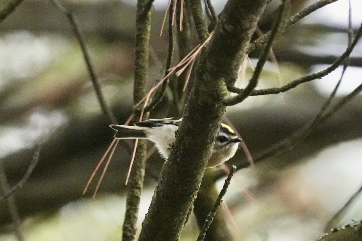 Golden-crowned Kinglet - ML642975901