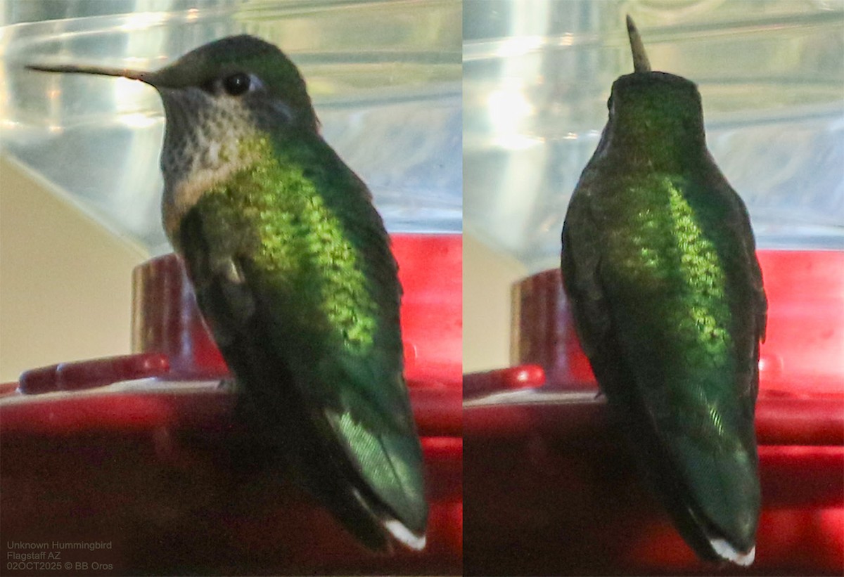 Kolibri, unbestimmt - ML642975905