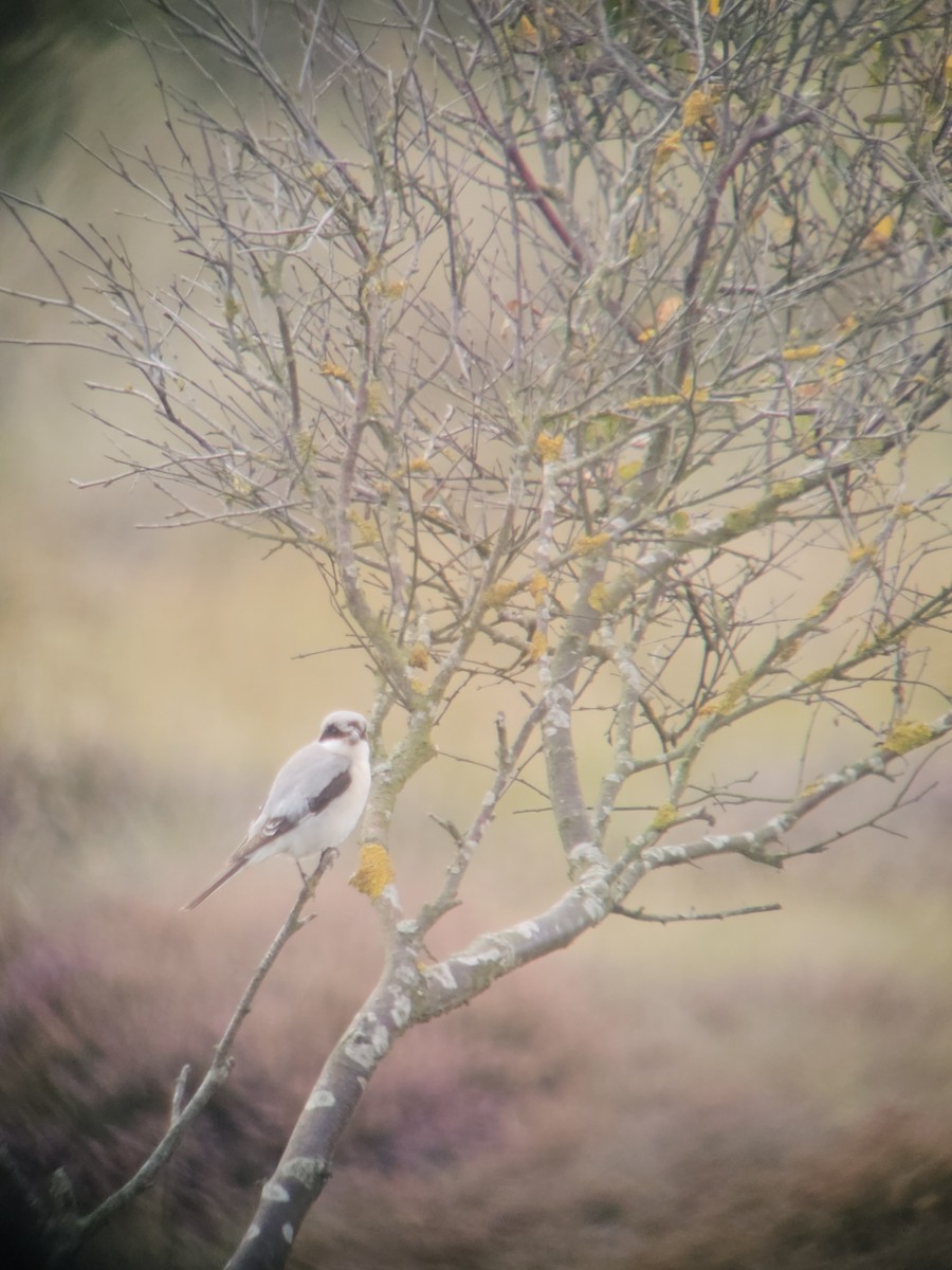 Lesser Gray Shrike - ML642975908