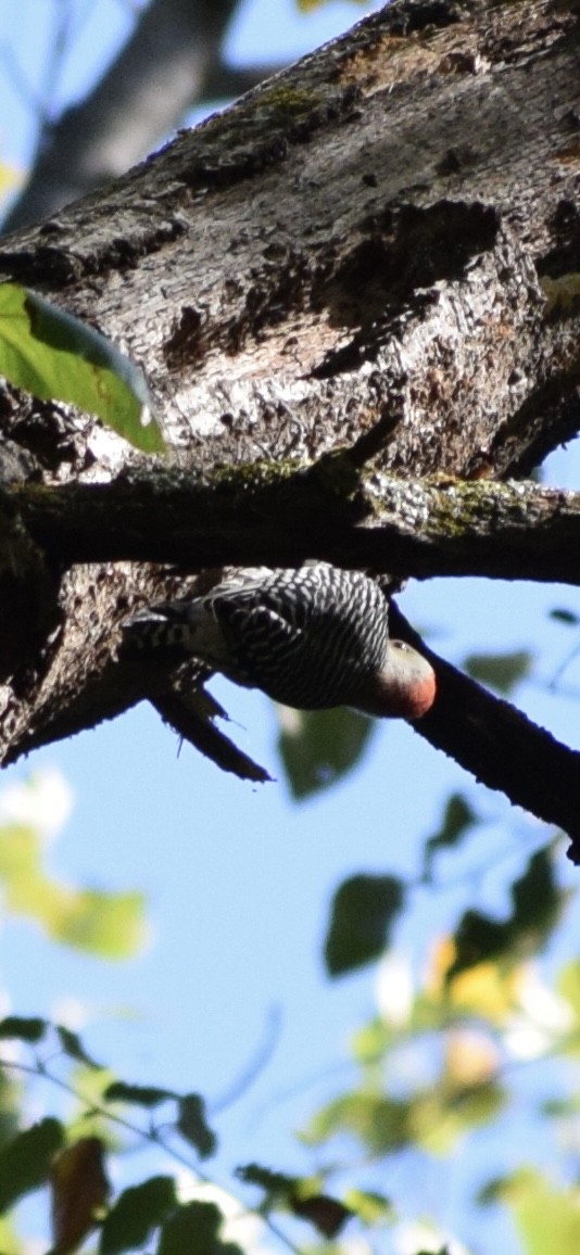 Red-bellied Woodpecker - ML642975910