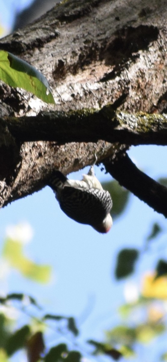 Red-bellied Woodpecker - ML642975911