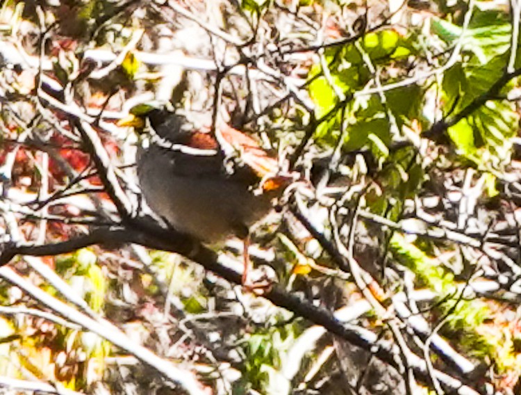 Rufous-backed Inca-Finch - ML642975913