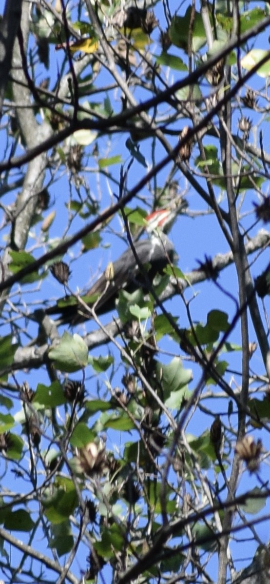 Pileated Woodpecker - ML642975917