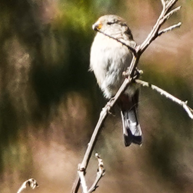 Band-tailed Seedeater - ML642975924