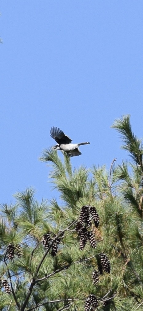 Blue Jay - ML642975929