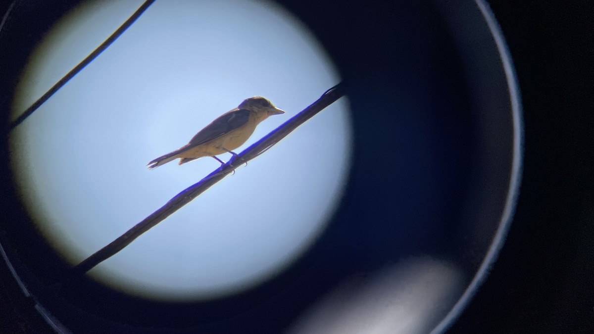 Crested Becard - ML642975940