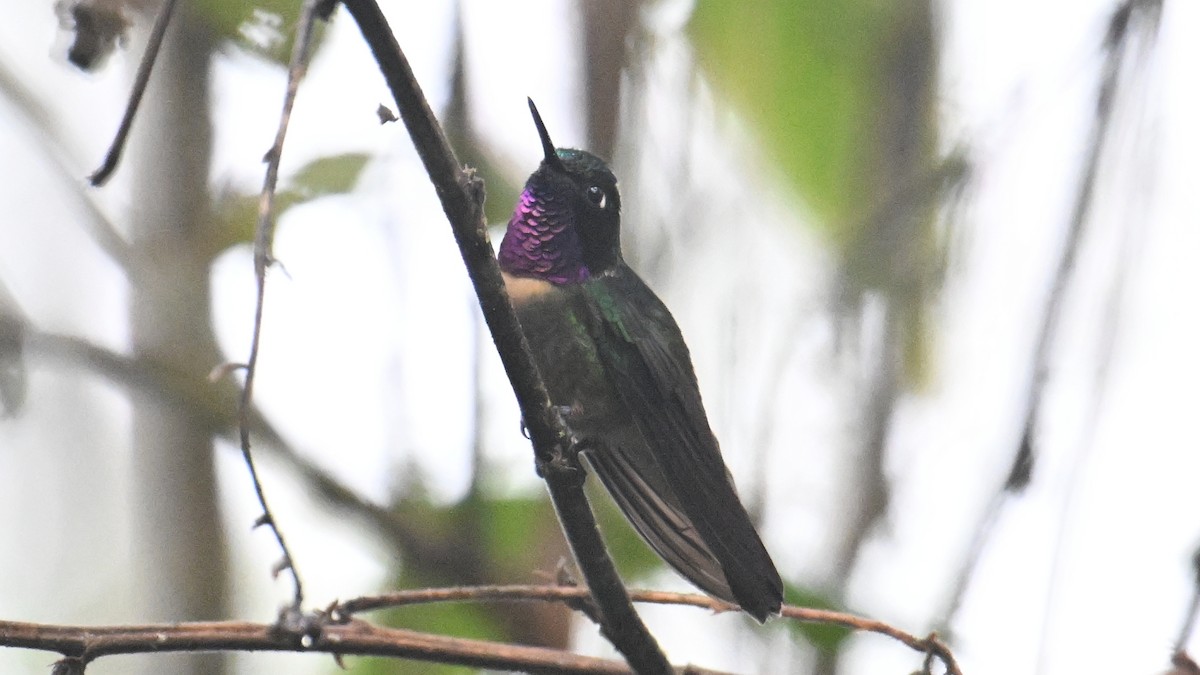 Amethyst-throated Sunangel - ML642975946
