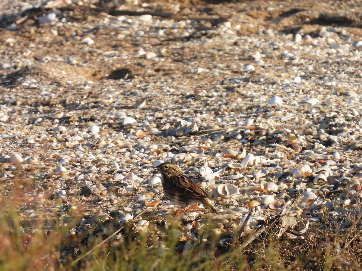 Savannah Sparrow - ML642975960