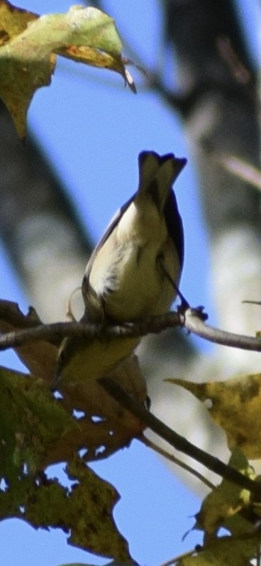 Pine Warbler - ML642975962