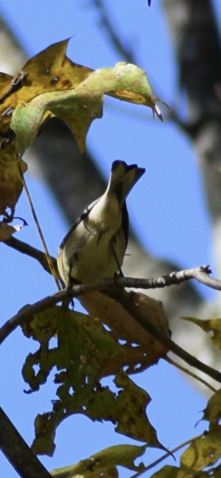 Pine Warbler - ML642975963