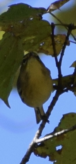 Pine Warbler - ML642975964