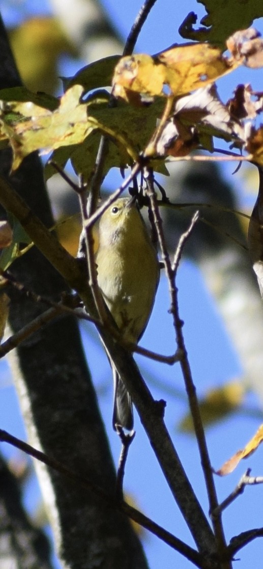 Pine Warbler - ML642975965