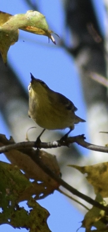 Pine Warbler - ML642975966