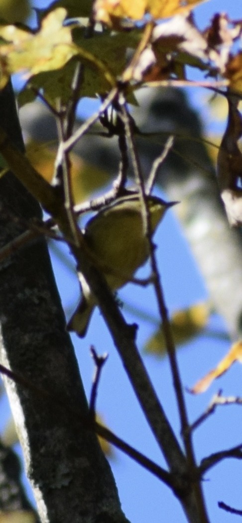 Pine Warbler - ML642975967
