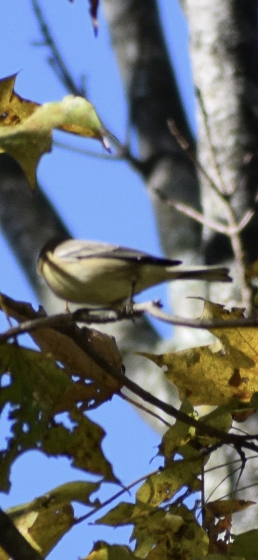 Pine Warbler - ML642975968