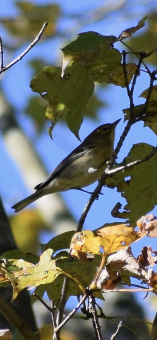 Pine Warbler - ML642975969