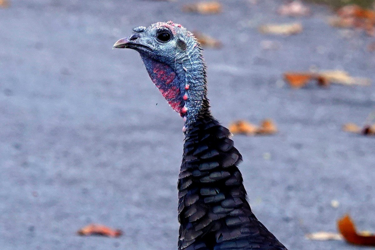 Wild Turkey - ML642975981