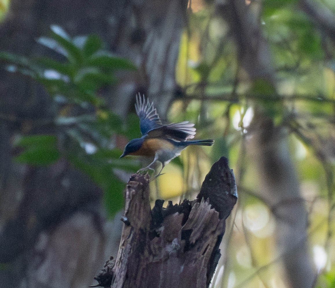 Javan Blue Flycatcher - ML642976020