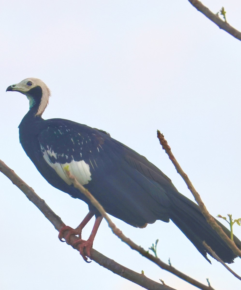 White-throated Piping-Guan - ML642976036