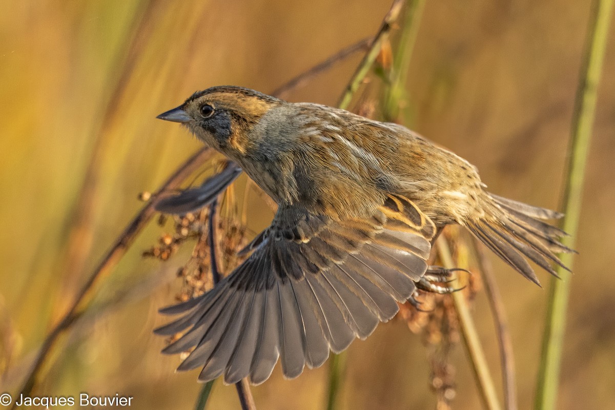 Nelson's Sparrow - ML642976037