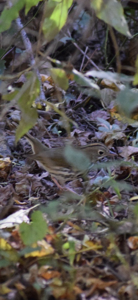 Ovenbird - ML642976044