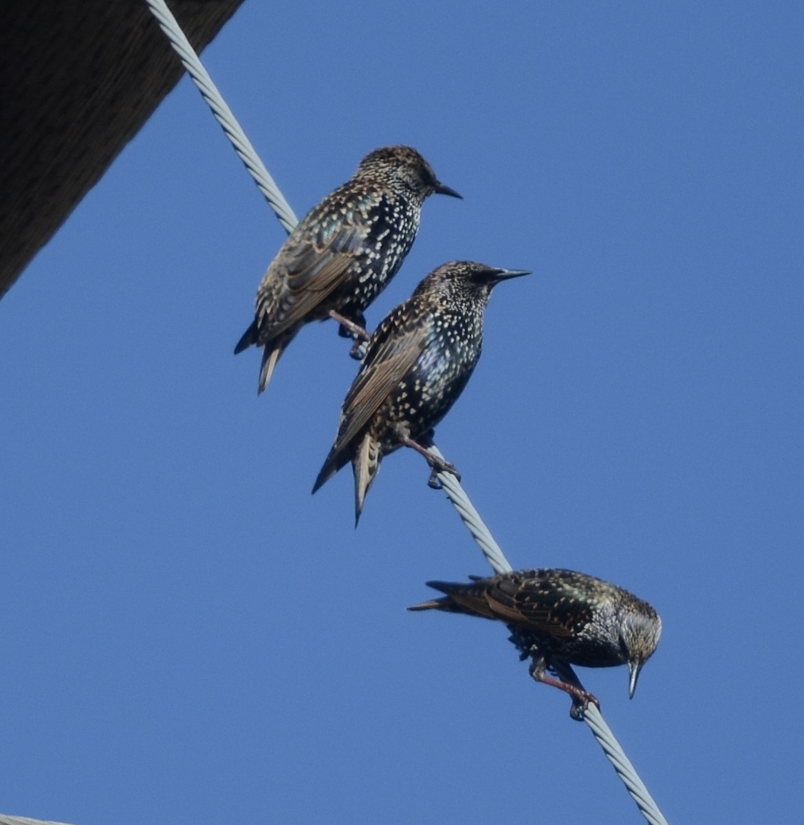 European Starling - ML642976056