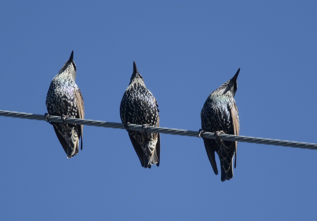 European Starling - ML642976057